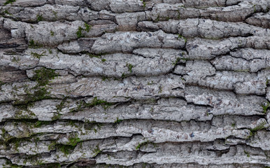 The texture of the tree bark. The texture of the tree bark. Part of a tree in daylight. Account for designers. Tree and its structure, background made of bark.