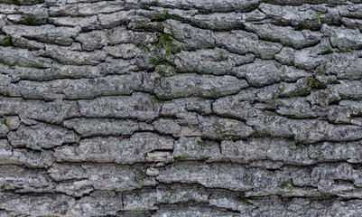 The texture of the tree bark. The texture of the tree bark. Part of a tree in daylight. Account for designers. Tree and its structure, background made of bark.