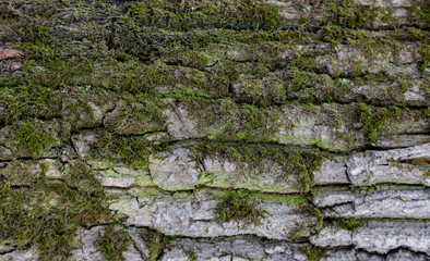 Texture of tree bark with growing moss