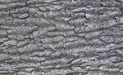 The texture of the tree bark. The texture of the tree bark. Part of a tree in daylight. Account for designers. Tree and its structure, background made of bark.