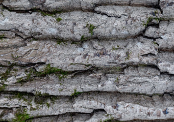 The texture of the tree bark. The texture of the tree bark. Part of a tree in daylight. Account for...