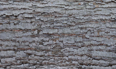 The texture of the tree bark. The texture of the tree bark. Part of a tree in daylight. Account for designers. Tree and its structure, background made of bark.