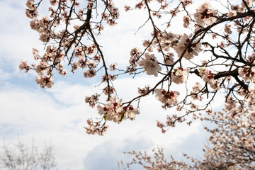 defocus. spring sakura / cherry blossom against blue sky