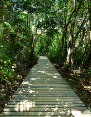 A way of wood in the midle of forest