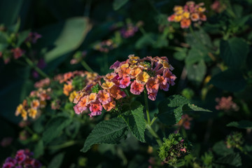Lovely lantana flowers blooming