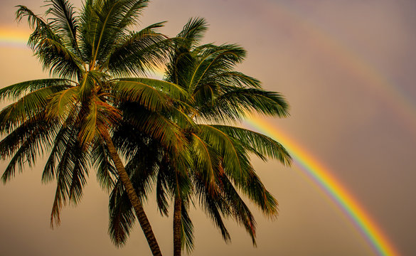 Palm trees blowing in the wind after a storm, leaving behind a beautifully coloured rainbow.