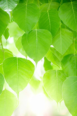 Beautiful nature view of green leaf on blurred greenery background in garden and sunlight with copy space using as background natural green plants, ecology, fresh wallpaper concept.