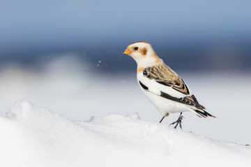 Snow bunting (Plectrophenax nivalis) feeding in winter