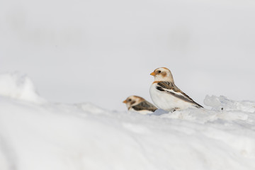 Snow bunting (Plectrophenax nivalis) feeding in winter