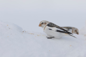 Snow bunting (Plectrophenax nivalis) feeding in winter