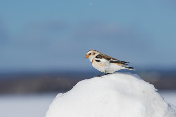 Snow bunting (Plectrophenax nivalis) feeding in winter