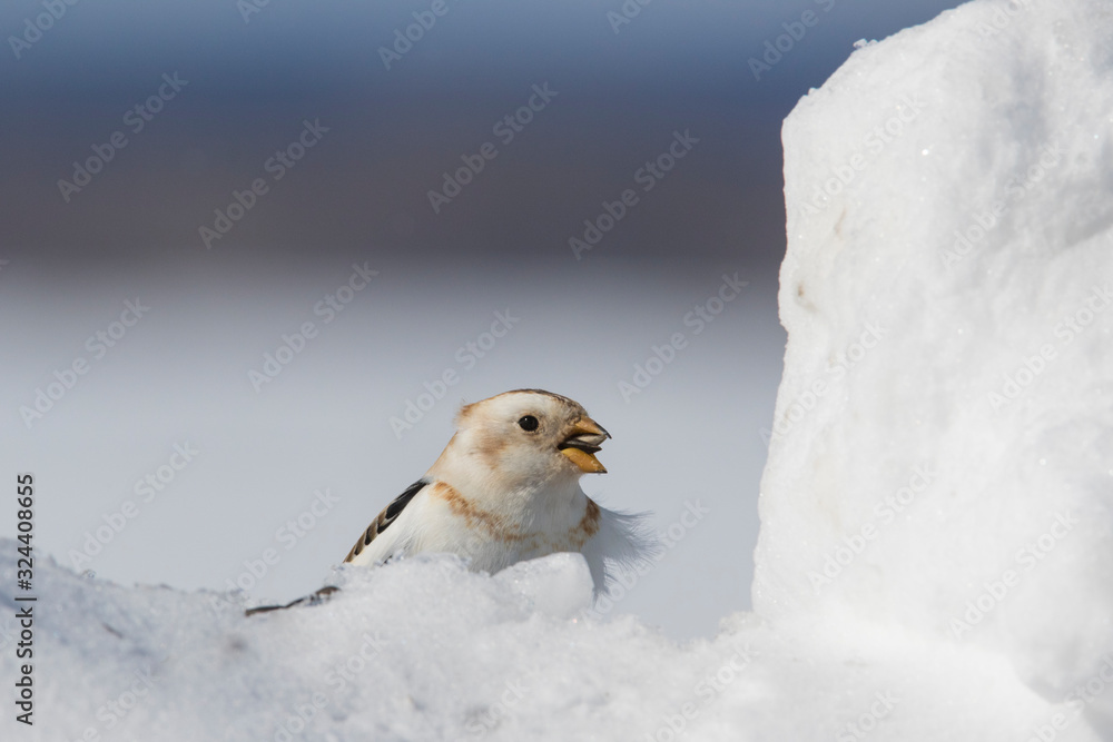 Wall mural Snow bunting (Plectrophenax nivalis) feeding in winter