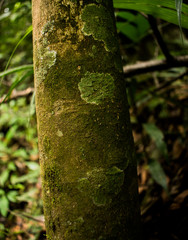 Texture tree green color