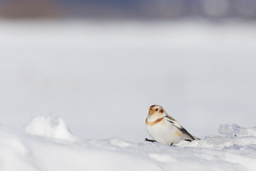 Snow bunting (Plectrophenax nivalis) feeding in winter