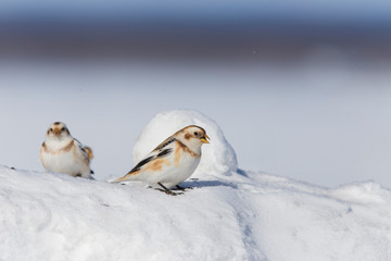 Snow bunting (Plectrophenax nivalis) feeding in winter
