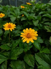 Obraz premium yellow flower in garden