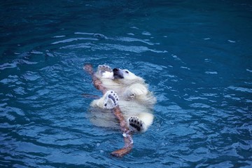 円山動物園の人気者