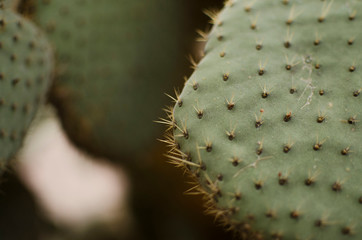nopal 