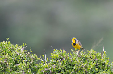 Yellow-throated Longclaw seen at Masai Mara, Kenya, Africa