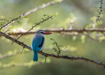 Woodland Kingfisher on a Tree bark seen at Masai Mara, Kenya, Africa