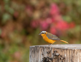 White-Browed Robin chat seen around lake Naivasha, Kenya, Africa