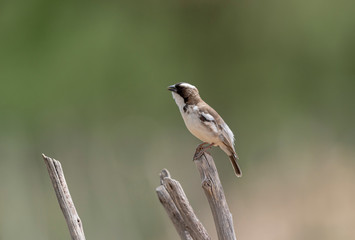 White-browed Sparrow Weaver bird seen on the way to Lake Nakuru, Kenya, Africa