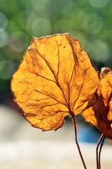 Abstracts: Still raising dead leaves