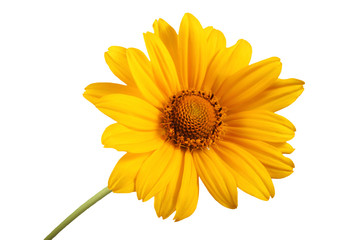 Growing heliopsis isolated on white