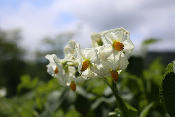 White potato flowers on plant