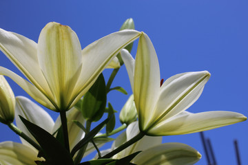 White lilies and blue sky
