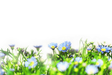 Blue daisy flowers field have copy space on white background. Spring and summer floral background template.