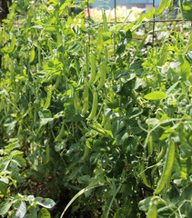 Growing pea. Young flowers and pods