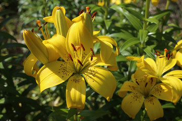 Yellow lilies growing in garden