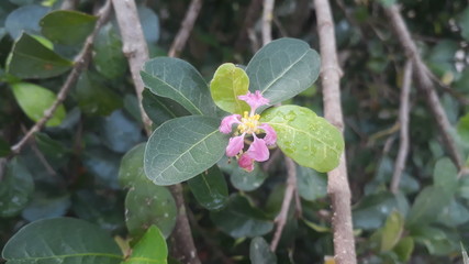 acerola tree with flower and leaves