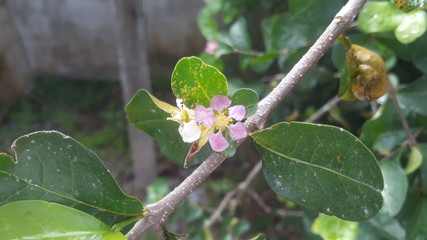 acerola tree with flower and leaves