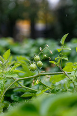 Green tomatoes growing in a garden