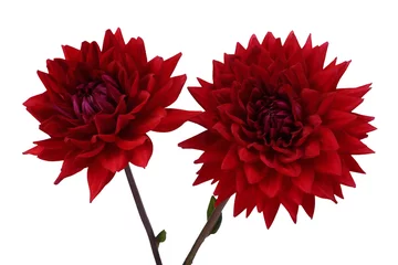 Foto op Plexiglas Twee groeiende rode dahlia bloemen © Alex Coan