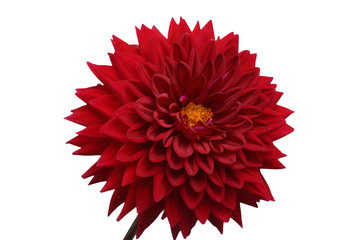 Growing red dahlia isolated on white