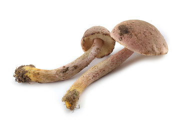 Brown cap boletus isolated on white