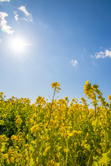 Obraz premium 菜の花と青空