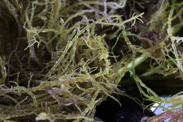 Alga background. Different sea plants
