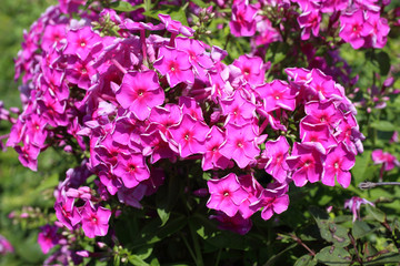 Pink phlox growing in garden