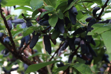 Growing honeyberries. Far Eastern delicacy