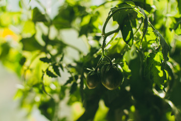 Green tomatoes on a bush lit by sun. Vegetarian lifestyle and wholesome food. Selective focus macro shot with shallow DOF