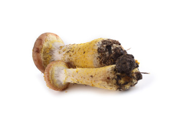 Little honey fungus mushrooms isolated on white