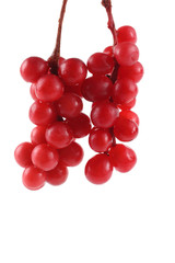 Schisandra chinensis (five flour fruit, magnolia berry)