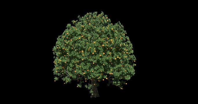 Animation video of an orange tree with the wind blowing gently. Sequence with alpha channel.