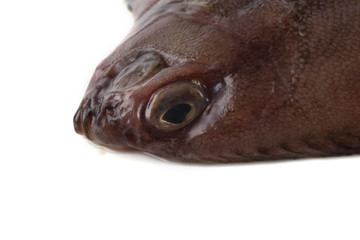 Flathead sole (Hippoglossoides elassodon) isolated on white