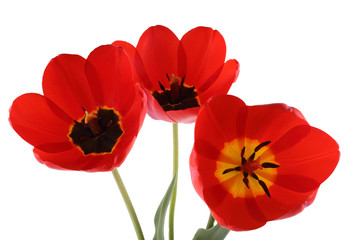 Obraz premium Red vertical tulips isolated on white