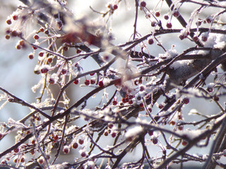 Tree branches with red berries in the snow close-up. Snowy winter.